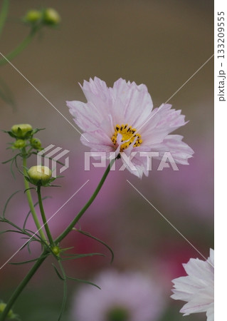 秋の花コスモスの白い花 133209555