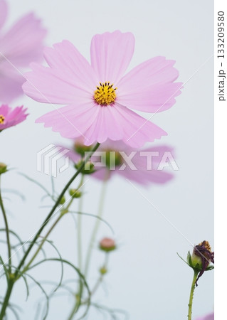 コスモス 133209580
