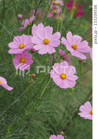 秋の花コスモスのピンク色のコスモスが咲いています 133209586