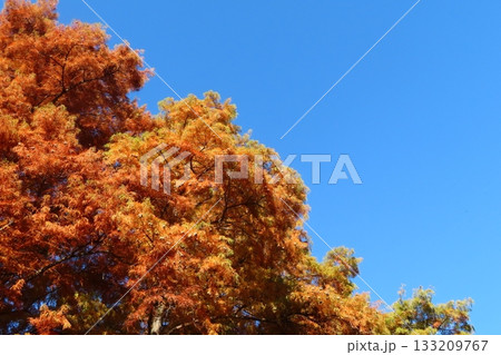 紅葉した木々と青空・対角線構図 紅葉した木々と青空・対角線構図 133209767