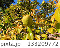 木になっているカリン 133209772