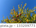 柘榴の実と空 133209773