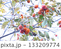 木になっている柿 133209774