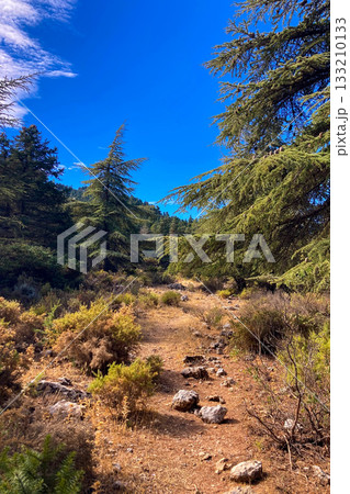 Panoramic view on surrunding pine forest from Puerto Saucillo viewpoint, Sierra de las Nieves national park, Andalusia, Spain Panoramic view on surrunding pine forest from Puerto Saucillo viewpoint, Sierra de las Nieves national park, Andalusia, Spain 133210133