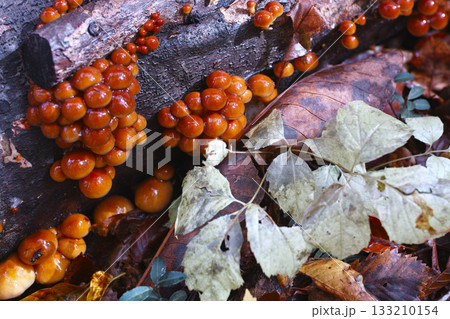 原木なめこ 133210154