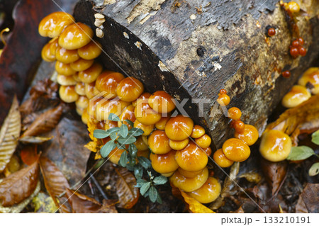 原木なめこ 133210191