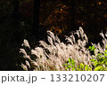 風になびく光るススキ 133210207