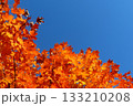 燃えるように紅葉したカエデの木・右にコピースペース 133210208
