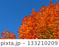 青空バックに映える紅葉・左にコピースペース 133210209