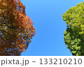 青空に映える紅葉・左右に木・真ん中にコピースペース 133210210