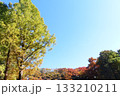 青空と紅葉した木 133210211