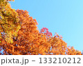 燃えるように紅葉したカエデの木・右にコピースペース 133210212