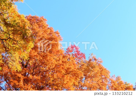 燃えるように紅葉したカエデの木・右にコピースペース 133210212