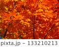燃えるような美しい紅葉した木　カエデ 133210213