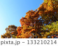 秋の青空と紅葉した木・対角線構図　左にコピースペース 133210214