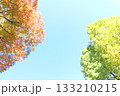 紅葉した木と青空・左右に木・真ん中位にコピースペース 133210215