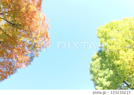 紅葉した木と青空・左右に木・真ん中位にコピースペース 紅葉した木と青空・左右に木・真ん中位にコピースペース 133210215