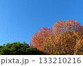 紅葉した木と青空・雲なし 133210216