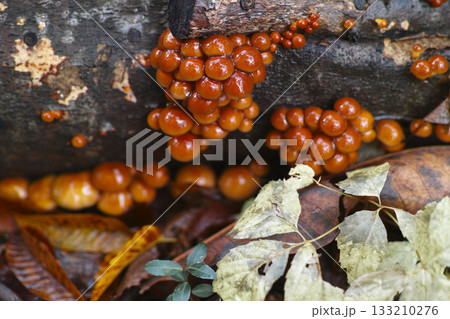 原木なめこ 133210276