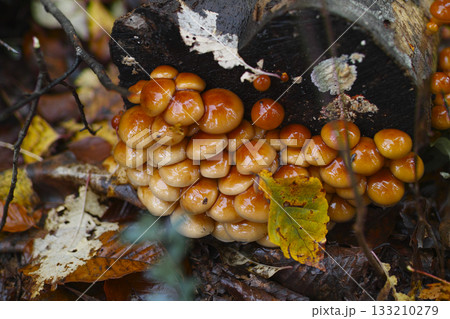 原木なめこ 133210279