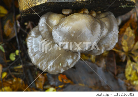 原木ヒラタケ 133210302