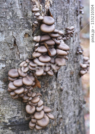 原木ヒラタケ 原木ヒラタケ 133210304