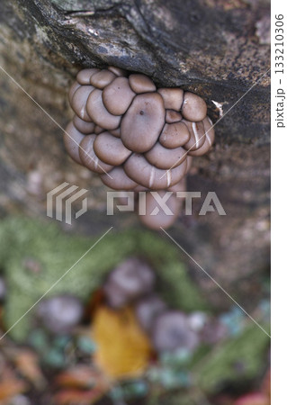 原木ヒラタケ 原木ヒラタケ 133210306