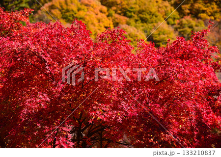1万本のもみじが色付くもみじ湖 133210837