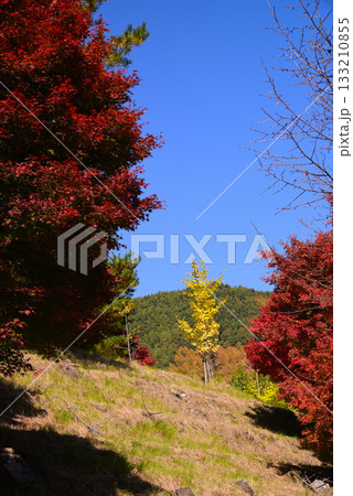 1万本のもみじが色付くもみじ湖 133210855