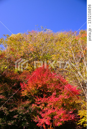 1万本のもみじが色付くもみじ湖 133210856