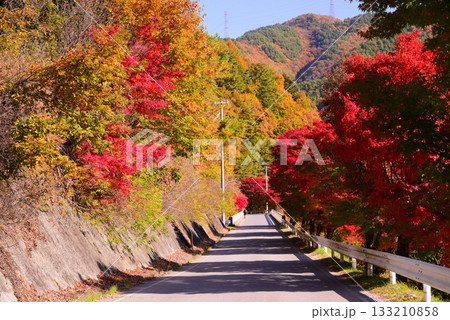 1万本のもみじが色付くもみじ湖 133210858