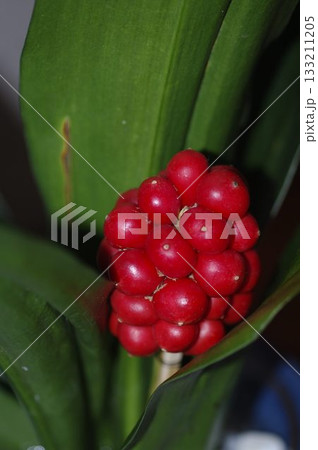 赤い果実と緑の葉美しい古典園芸植物オモト 133211205