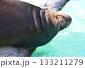 海獣の昼寝〜カルフォルニア・アシカ（上野動物園／東京都台東区上野公園） 133211279
