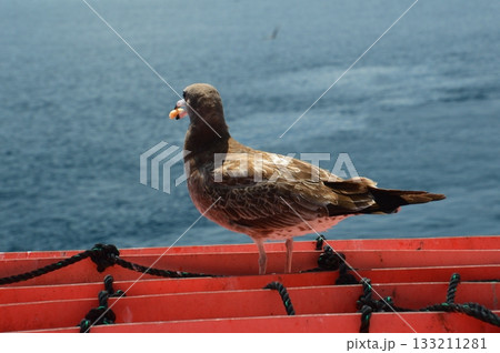 ウミネコの幼鳥（伊根湾／京都府与謝郡伊根町） 133211281
