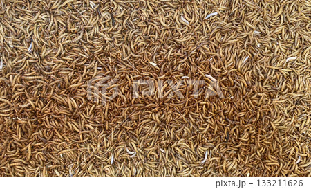 A dense close-up view of live mealworms forming a textured background, commonly used in insect farming, animal feed, and pet food industries. 133211626