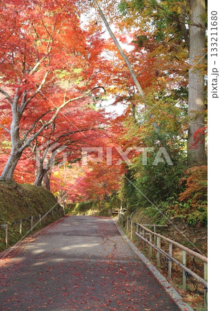 鮮やかな紅葉に包まれた中尊寺の参道 鮮やかな紅葉に包まれた中尊寺の参道 133211680