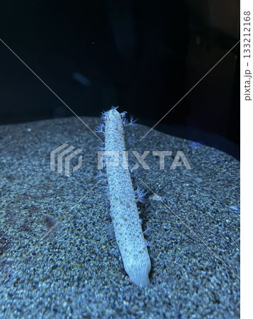 ウミサボテン 133212168