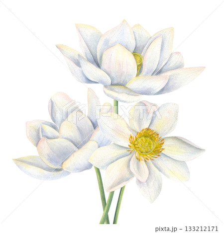 Bouquet of white lotus flowers watercolor illustration on isolated background. Hand painted blooming waterlily composition for Diwali decor, birthday poster, greeting card, wedding invitation 133212171