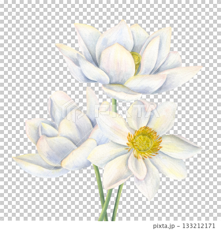 Bouquet of white lotus flowers watercolor illustration on isolated background. Hand painted blooming waterlily composition for Diwali decor, birthday poster, greeting card, wedding invitation 133212171