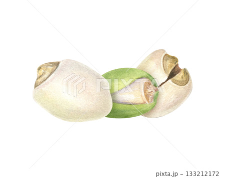 Healthy peeled and in green shell lotus seeds watercolor illustration on isolated background. Makhana nuts. Protein rich superfood for vegan diet label, mindful eating packaging, nutrition blog Healthy peeled and in green shell lotus seeds watercolor illustration on isolated background. Makhana nuts. Protein rich superfood for vegan diet label, mindful eating packaging, nutrition blog 133212172