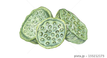 Lotus seed head pile watercolor illustration on isolated background. Green Asian lotus aquatic plant with seeds composition. Water Lily pods heap for cosmetic, food decor, invitations, packaging Lotus seed head pile watercolor illustration on isolated background. Green Asian lotus aquatic plant with seeds composition. Water Lily pods heap for cosmetic, food decor, invitations, packaging 133212173
