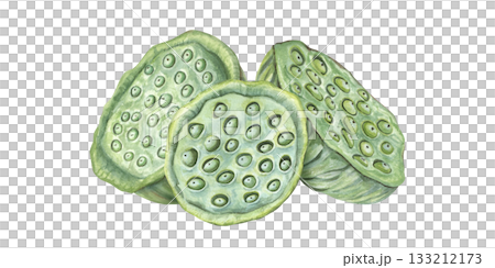 Lotus seed head pile watercolor illustration on isolated background. Green Asian lotus aquatic plant with seeds composition. Water Lily pods heap for cosmetic, food decor, invitations, packaging Lotus seed head pile watercolor illustration on isolated background. Green Asian lotus aquatic plant with seeds composition. Water Lily pods heap for cosmetic, food decor, invitations, packaging 133212173