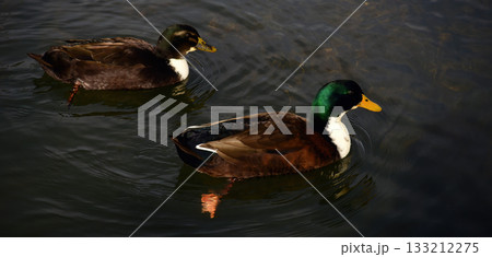Mallard Ducks Swimming Mallard Ducks Swimming 133212275
