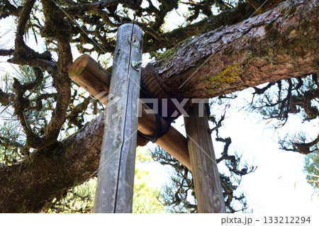 松の枝を支える支柱と樹木保護のディテール 133212294