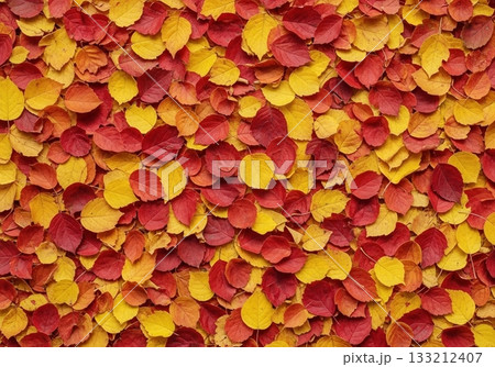 Vibrant autumn background of red and yellow fallen leaves creating a beautiful natural texture 133212407