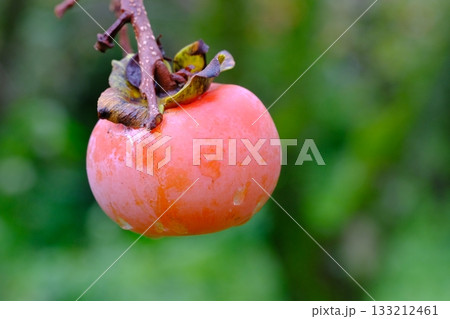 未収穫の残り柿 133212461