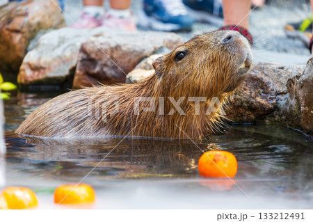 カピバラ カピパラ オニテンジクネズミ 133212491