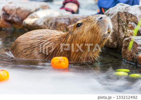 カピバラ カピパラ オニテンジクネズミ 133212492