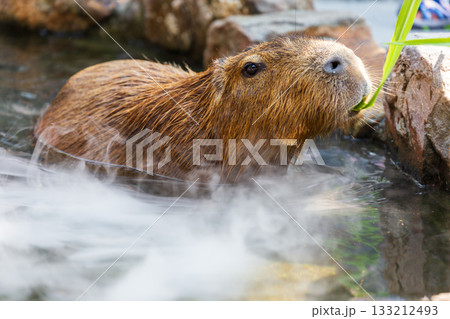 カピバラ カピパラ オニテンジクネズミ 133212493
