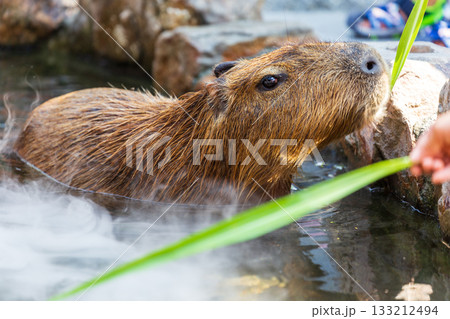 カピバラ カピパラ オニテンジクネズミ 133212494